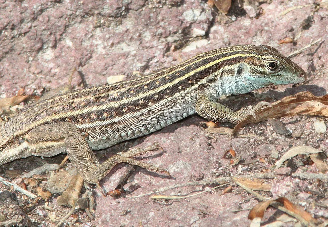 The Sonoran spotted whiptails have an overall brownish-black color with creamy bellies.