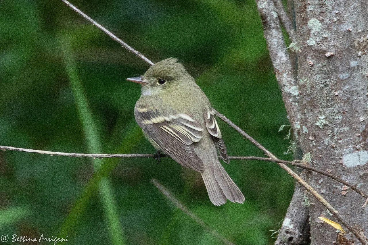 Acadian flycatchers remain perched on trees and hunt for insects.