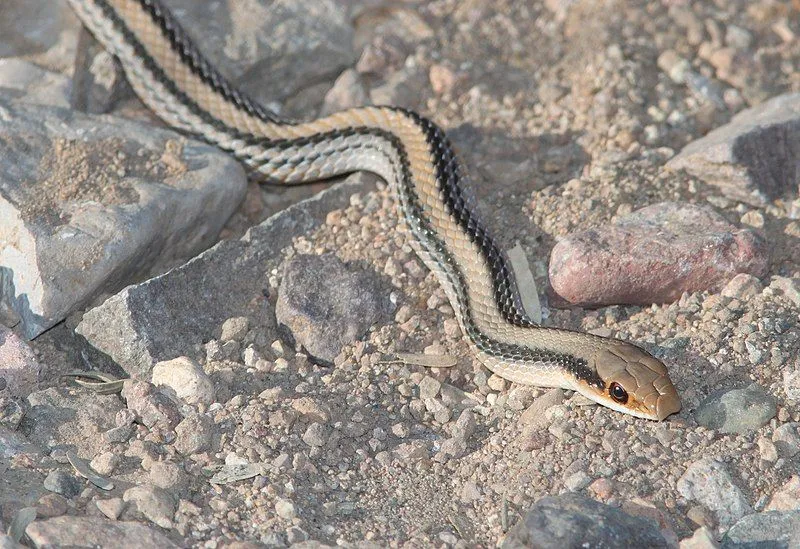 The thin body, scale, and stripes of this snake are some of its recognizable features.