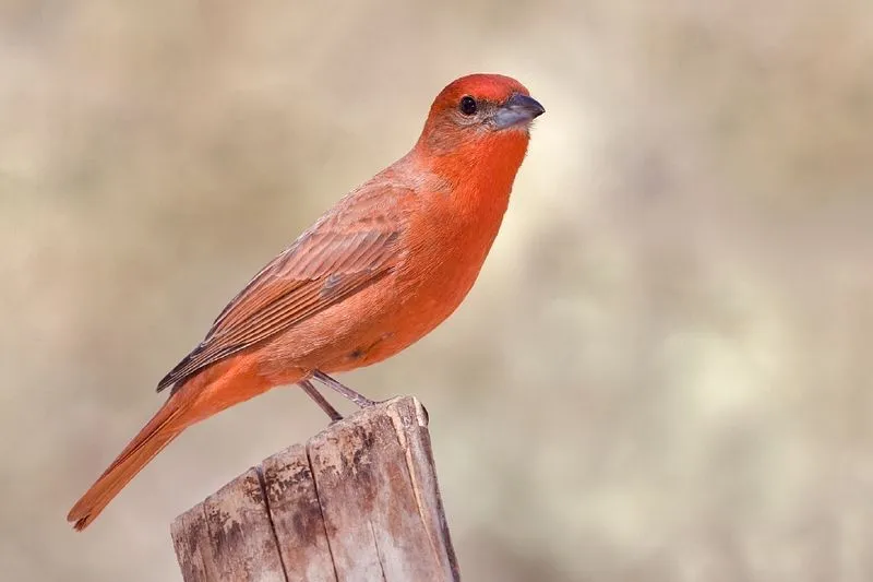 Hepatic tanager birds can be found across their natural habitat in Central and South America.