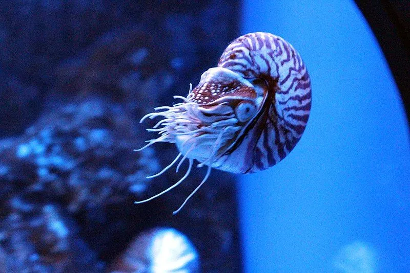 Nautilus has one mouth comprising of a parrot like beak with two jaws. 