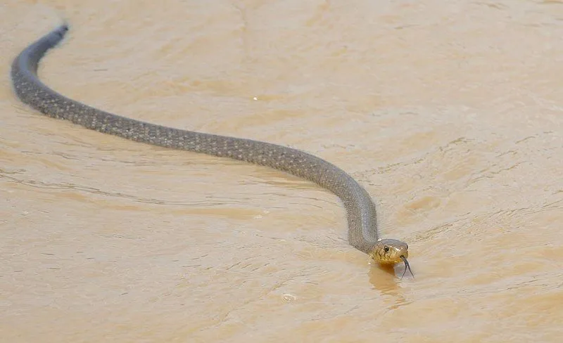 The forest cobra is one of the deadliest cobra species of African cobras.