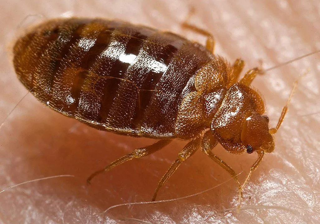 Bed bug infestation can be detected through presence of fecal spots, egg shells, or shed skins.