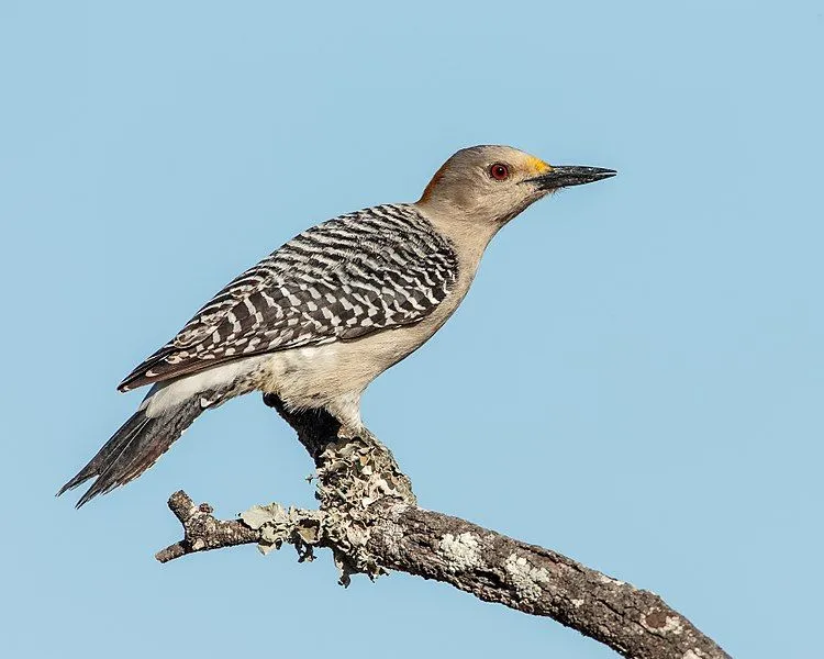 Here are some golden-fronted woodpecker facts for all the bird lovers.