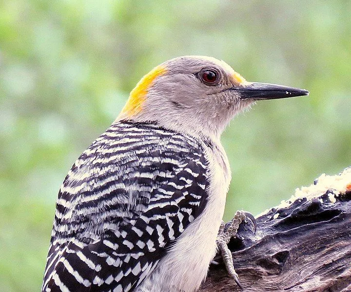 Golden-fronted woodpeckers have typical black and white bars on their wing feathers.