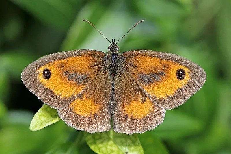 You can identify a gatekeeper butterfly through the black and white eyespot on the forewings.