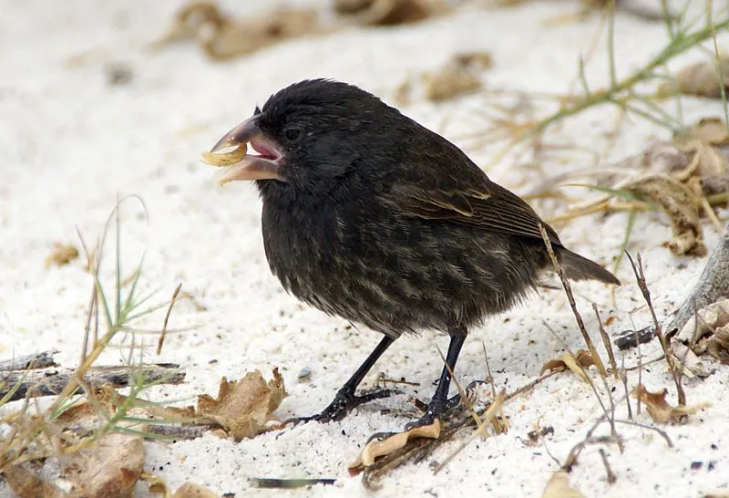 The large ground finch beak color varies between the males and females.