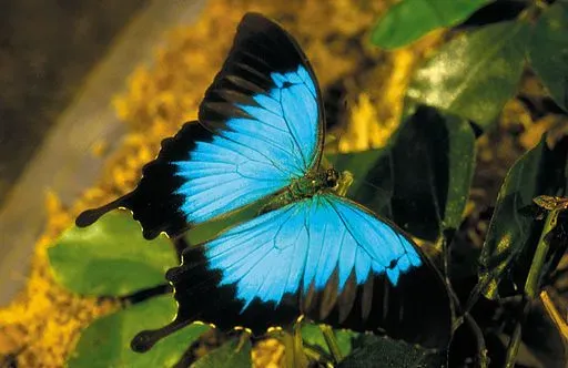 The Ulysses butterfly is a very attractive butterfly.