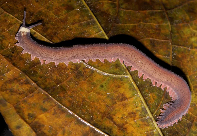 The velvet worm is an important attraction at the Australian Museum.