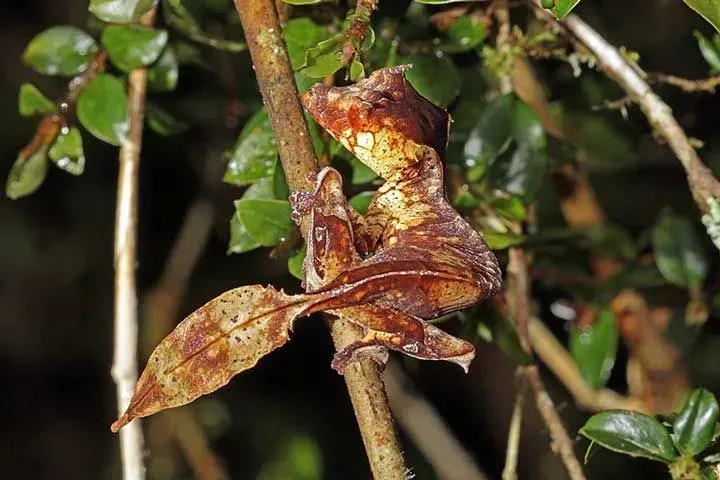 The satanic leaf-tailed gecko’s camouflage help them in nature