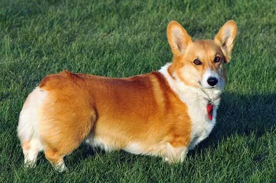 Corgis have the habit of frapping. Frapping means tiring oneself by running around in circles.