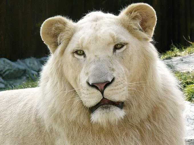 funny white lion