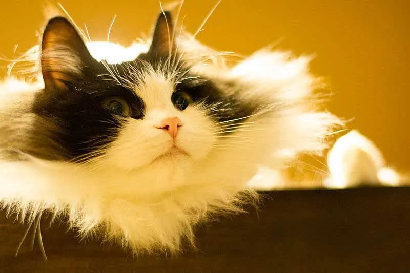 A Ragamuffin cat has different fur patterns with lengthy hair.