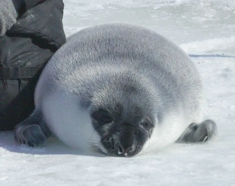 Facts about hooded seal's breeding season are amusing!