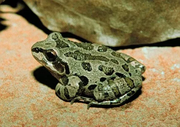 Spotted chorus frogs have green mottling on their backs.