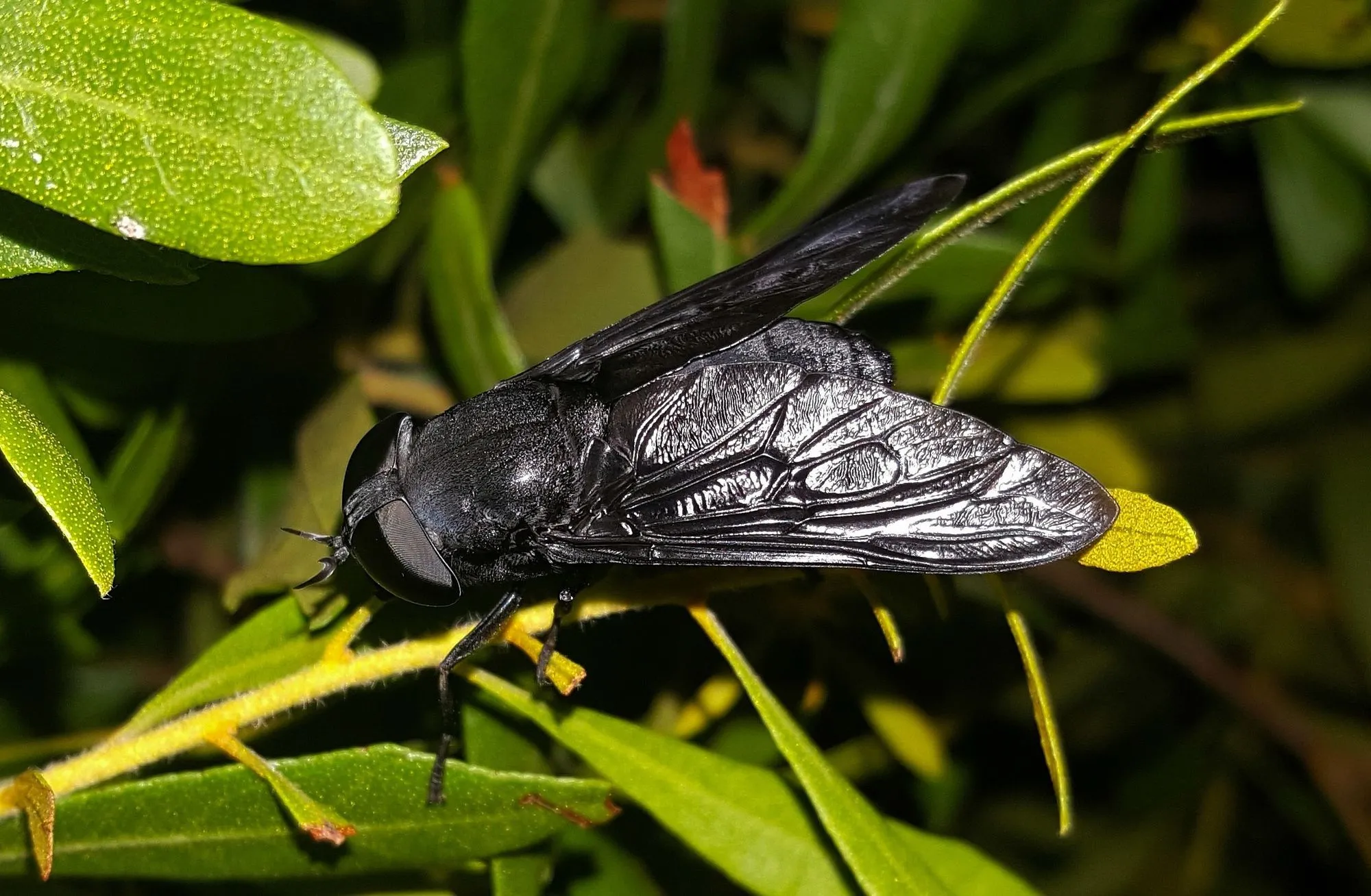 The blood-drinking horse-fly has a siphon that allows them to breathe in water.
