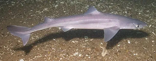 The body and snout of this species with the common name green lanternsharks are some of its identifiable features.