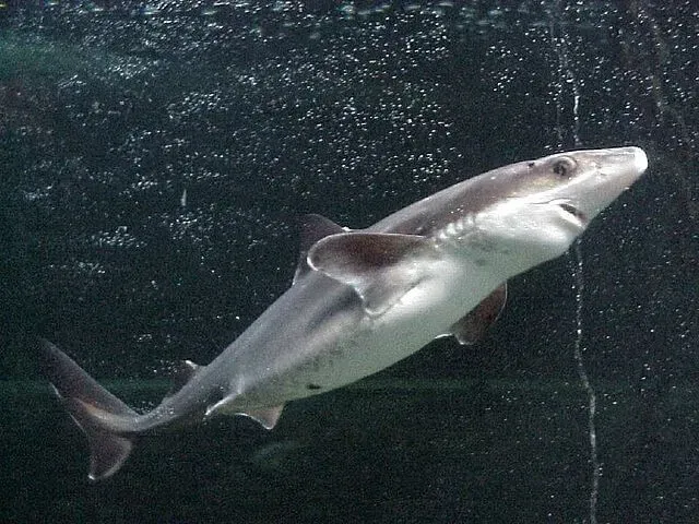 Spiny dogfish's primary habitat is in the Pacific Ocean and the Atlantic Ocean.