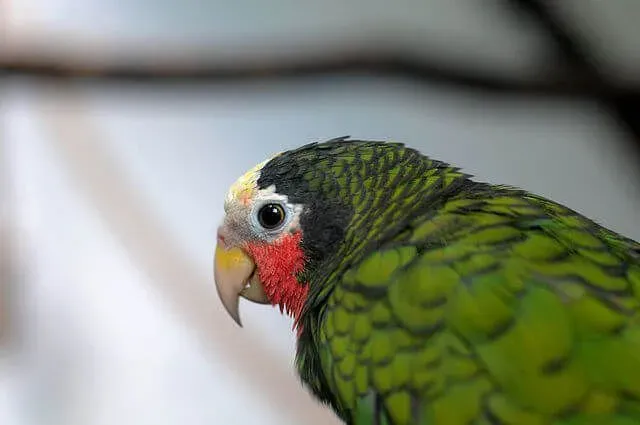 There are four different subspecies of the Cuban Amazon parrot.