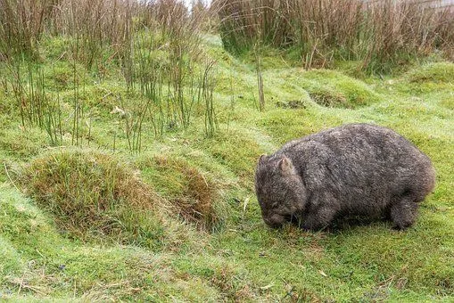 Wombats have a pouch on their back.