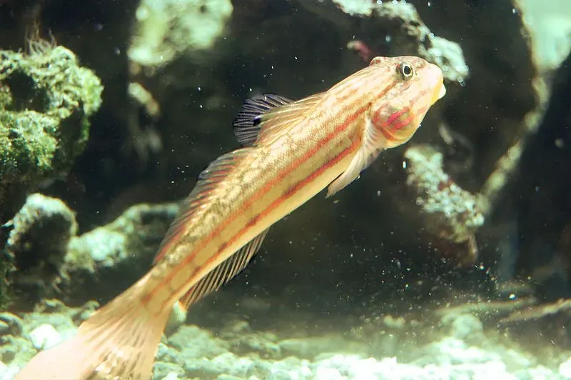 Goby fish facts for kids talk about the largest marine fish family.