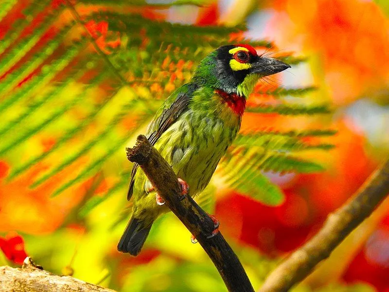 Here are some very interesting coppersmith barbet facts to learn.