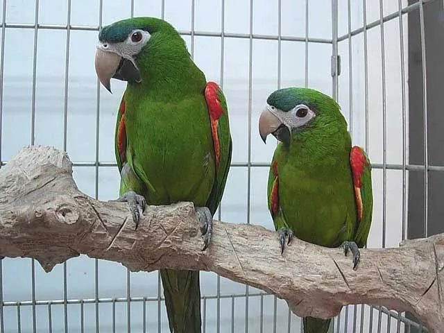 Hahn’s macaws are famous pet birds.
