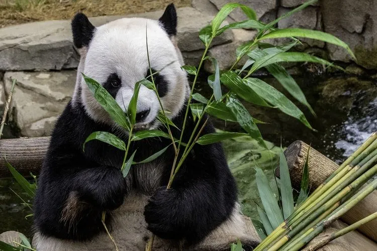 Pandas eat up to 40lb (18kg) of bamboo in one day.