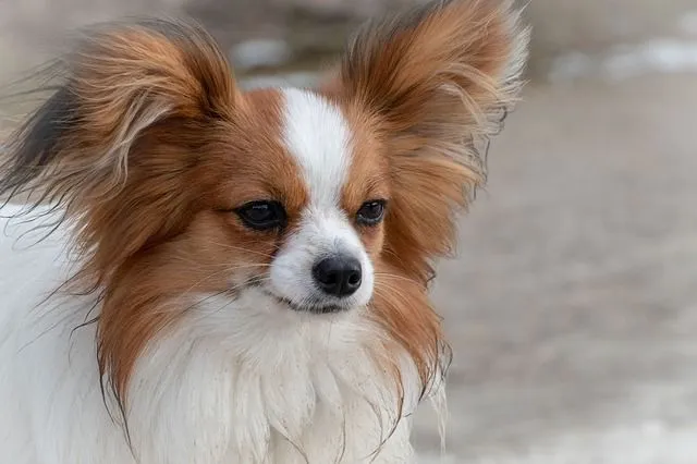 15 Pawfect Facts About The Papillon Dog Kids Will Love