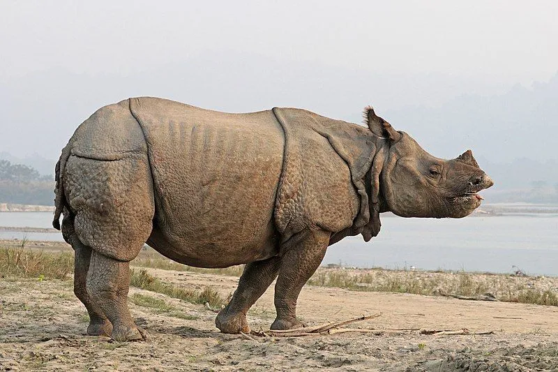 Rhino facts, learn more about the fascinating mega herbivorous animal.