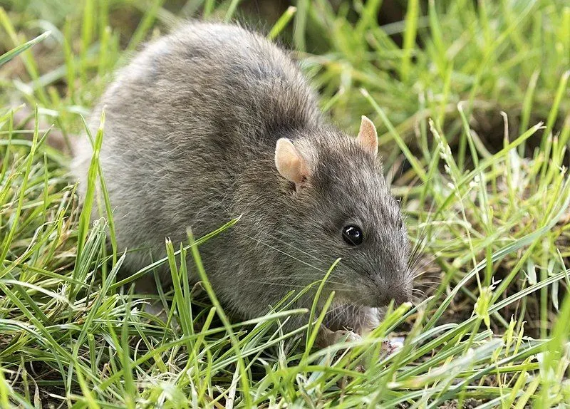 An African soft fur rat is small to a medium-sized rat that looks similar to a mouse.