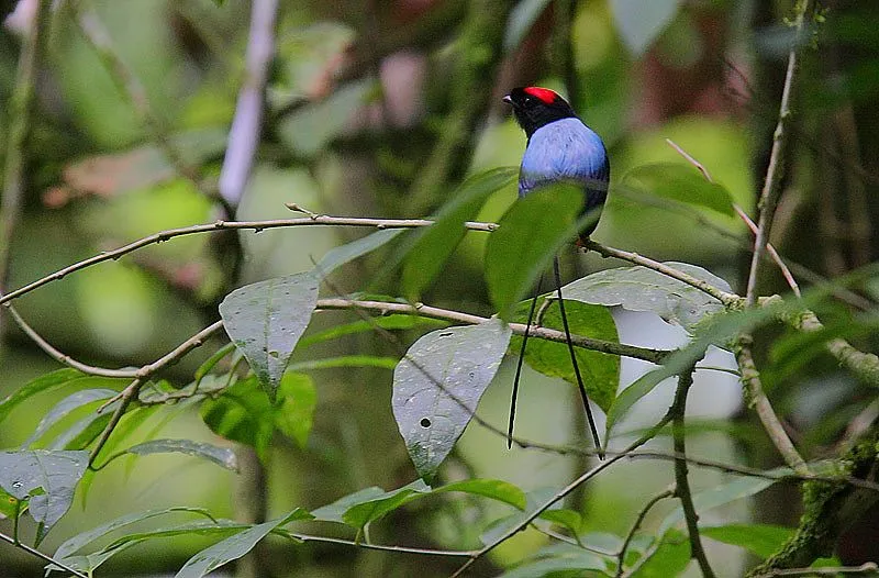 Fun Long-tailed Manakin Facts For Kids