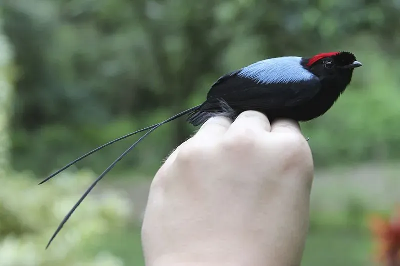 Long-tailed manakins are known to perform a complex coordinated courtship dance.