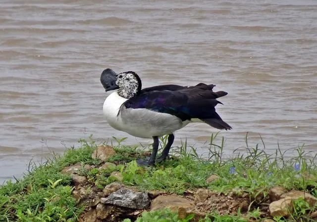 A male comb duck has a black lump on its bill.