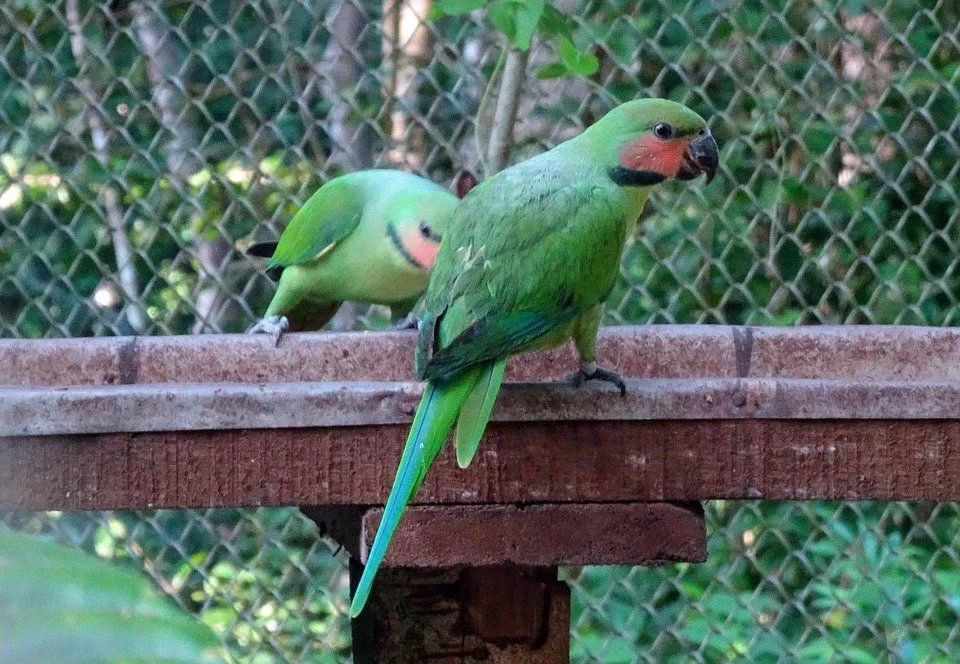 Long-tailed parakeet is a Near Threatened species.