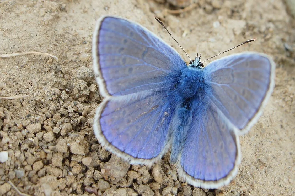 Lotis blue butterflies from California are beautiful and tiny.