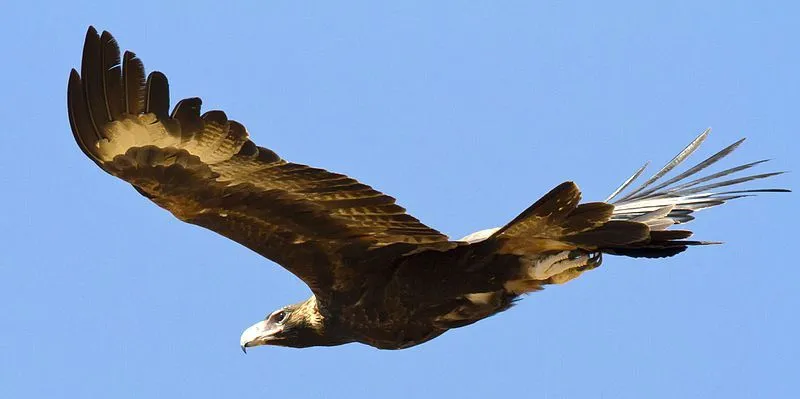 historisk Økologi Håbefuld Australian Wedge-Tail Eagle: 21 Facts You Won't Believe!