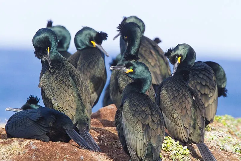 Come join us and enjoy some fascinating European shag facts!