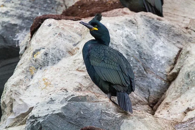 The common shag has a small black crest.