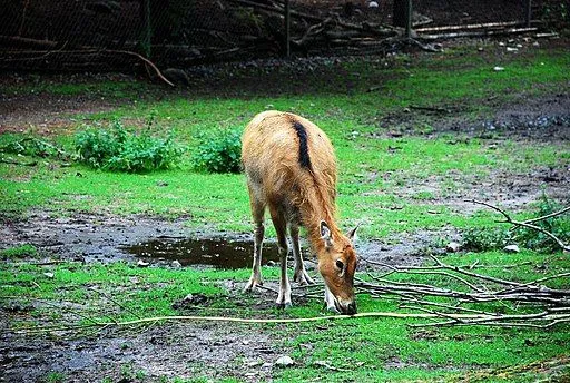 China played an important role in preventing the Pere David’s deer from going extinct.