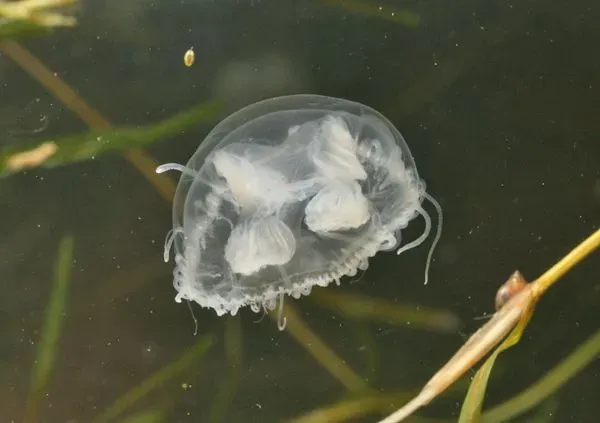Hydrozoan jellyfish can be of varying colors.