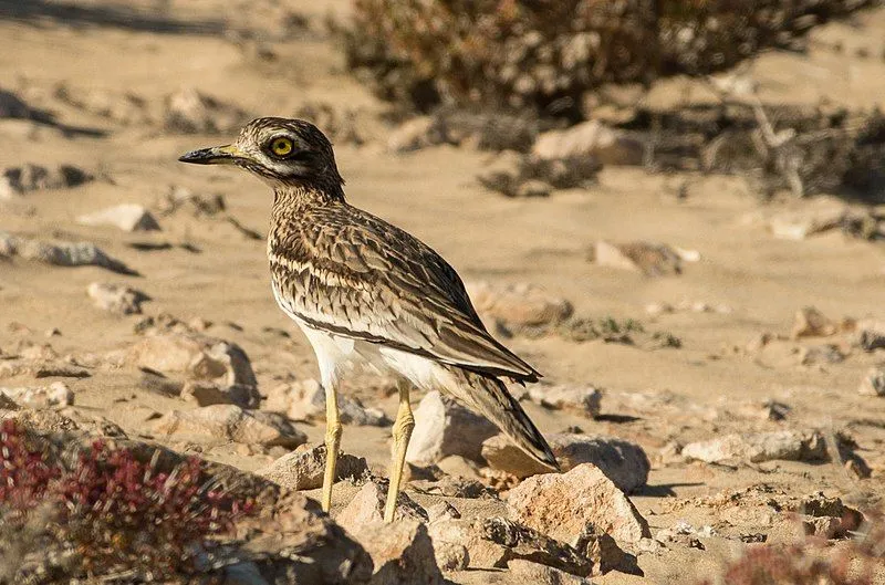 Stone curlew facts like they are also known as dikkops are interesting.