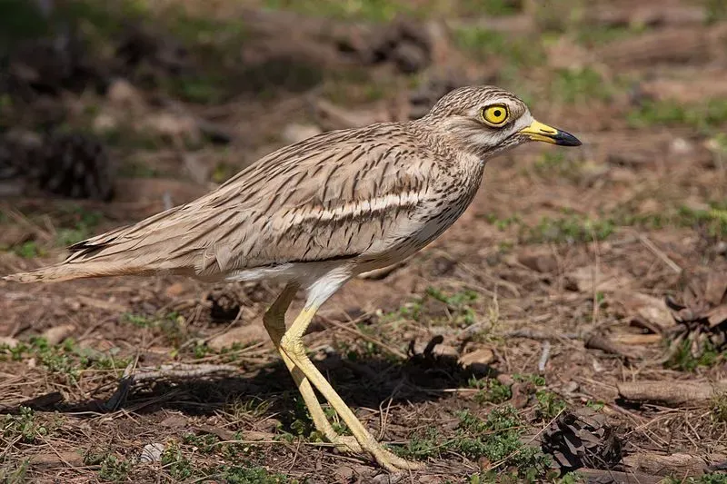 stone curlews are very good at camouflaging themselves.