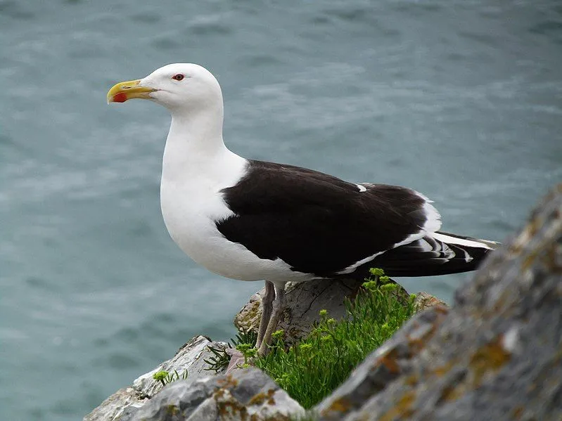 The great black-backed gull size is the largest amongst all gull subspecies.