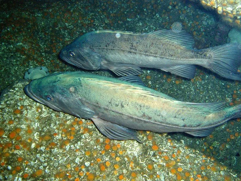 Black rockfish that are caught are prone to barotrauma injury.