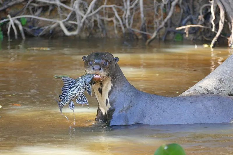 A giant otter is often called the river wolf.