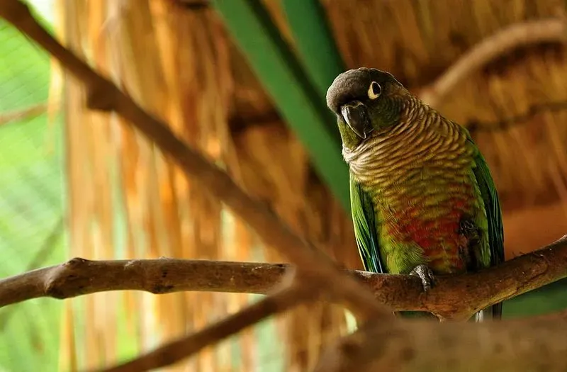 A green cheeked conure is a small parrot under the genus Pyrrhura.
