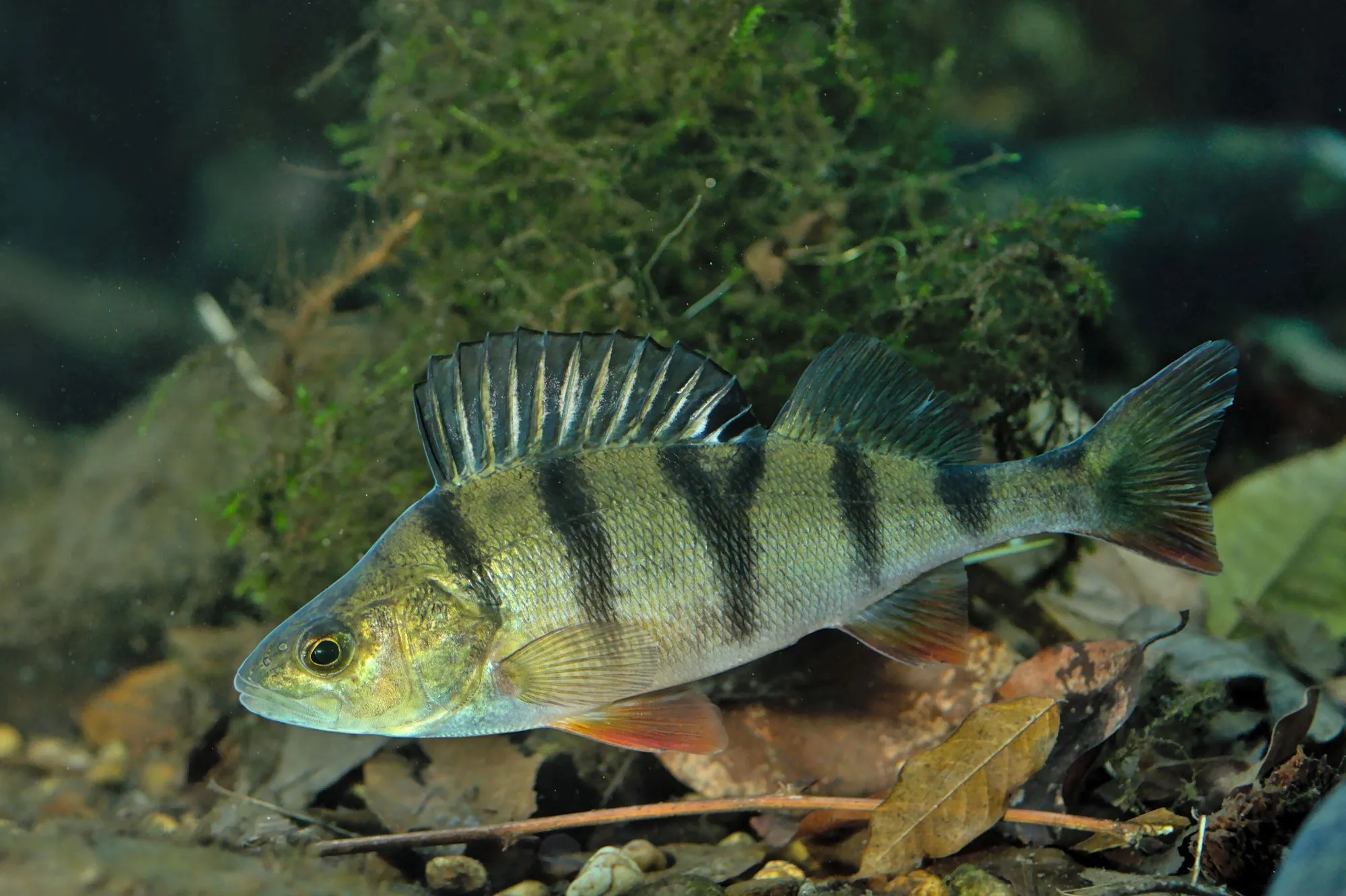 15 Fin Tastic Facts About The Perch For Kids