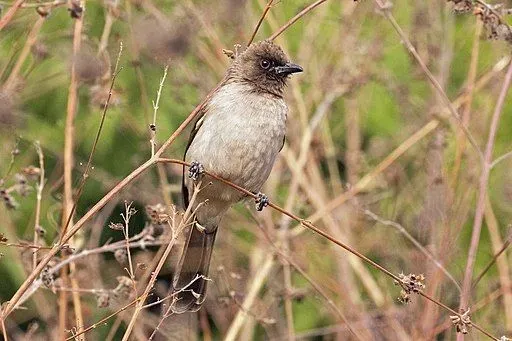 Common bulbul has a dark brown head and light brown wings and chest.