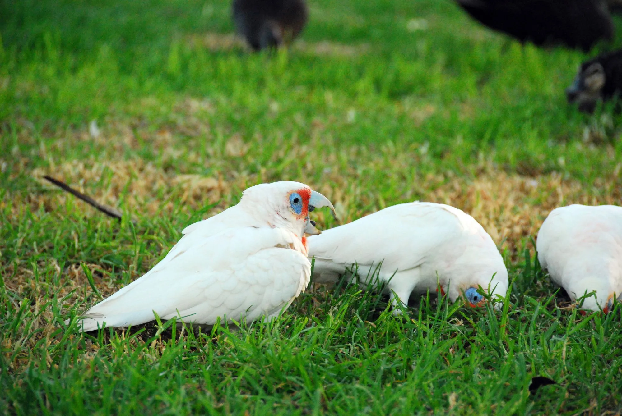 Slender-billed cockatoo facts are interesting to read.